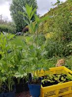 Rudbeckia laciniata (Slipbladige rudbeckia), Tuin en Terras, Planten | Tuinplanten, Volle zon, Vaste plant, Zomer, Ophalen
