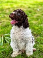Italiaanse waterhond pups,hier bij ons geboren hypoallergeen, België, Overige rassen, CDV (hondenziekte), 8 tot 15 weken