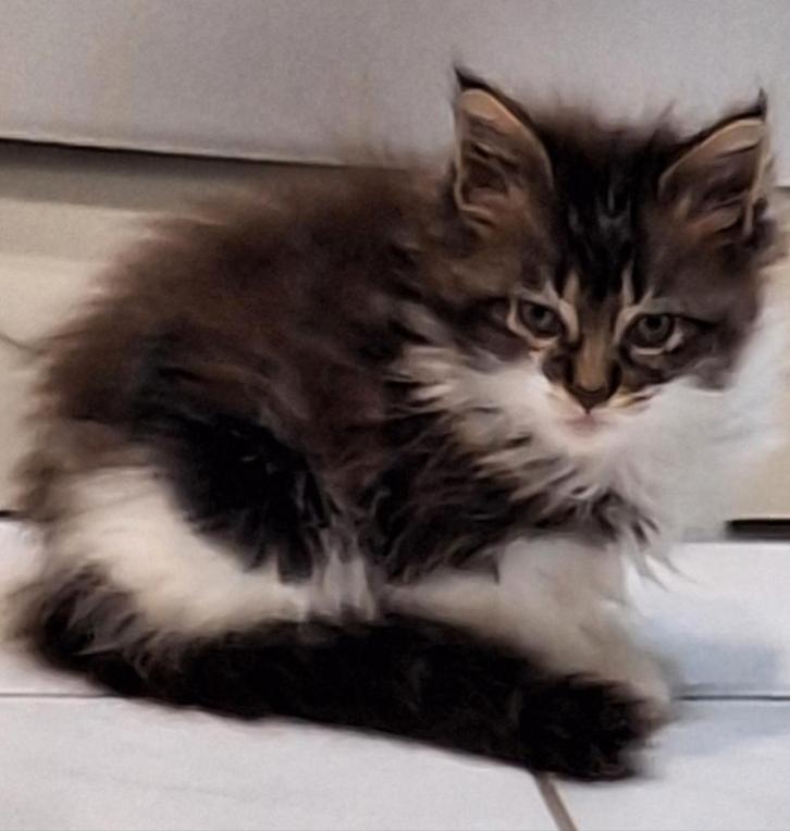 Maine Coon kittens, Animaux & Accessoires, Chats & Chatons | Chats de race | Poil long, Plusieurs animaux, 0 à 2 ans, Avec pedigree