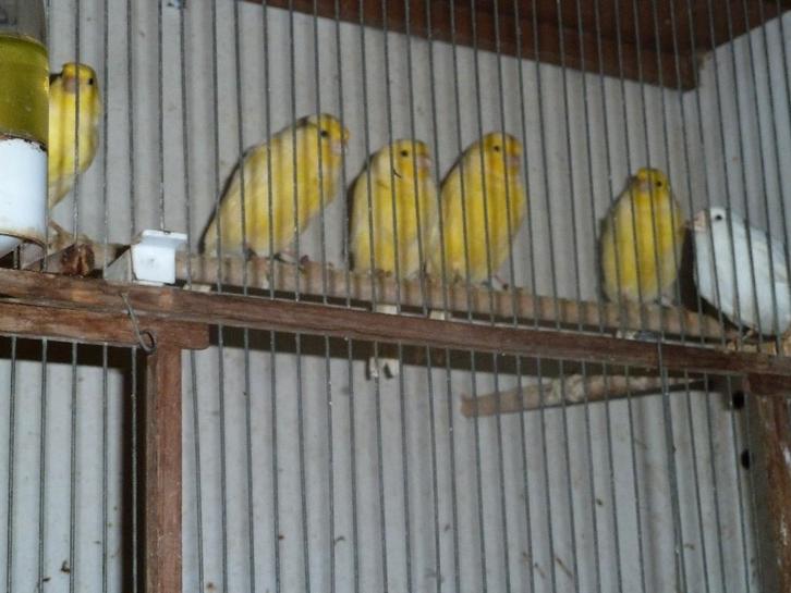 waterslagers-poppen, Dieren en Toebehoren, Vogels | Kanaries, Zangkanarie, Vrouwelijk