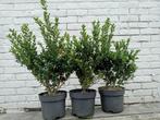 Ilex 40/50cm crenata Caroline upright buxusvervanger, Ophalen
