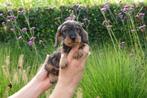 Prachtige ruwharige dwerg teckel pups (+/- 5kg volwassen), Dieren en Toebehoren, België, CDV (hondenziekte), 8 tot 15 weken, Dwerg