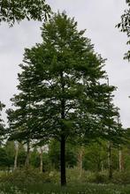 Kappen van bomen en/of wortels, Ophalen