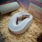 Python regius blue eyed lucy, Dieren en Toebehoren, Reptielen en Amfibieën, Slang, 0 tot 2 jaar