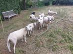 schapen swifters, Dieren en Toebehoren, Schaap