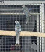 Rosella's 2025 blauw pastel ( witvleugel ), Vrouwelijk, Parkiet, Geringd