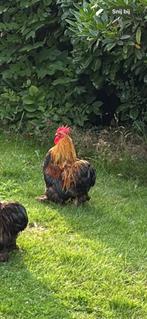 Haan af te halen, Dieren en Toebehoren, Pluimvee, Mannelijk, Kip