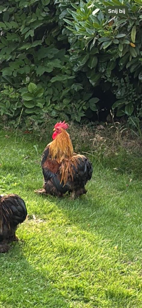 Haan af te halen, Dieren en Toebehoren, Pluimvee, Kip, Mannelijk