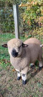 Hampshir down ramlam te koop, Dieren en Toebehoren, Schapen, Geiten en Varkens, Mannelijk, Schaap, 0 tot 2 jaar