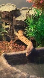 Boa constrictor, Dieren en Toebehoren, Slang, 0 tot 2 jaar