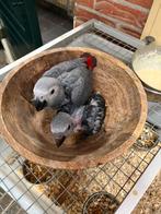 Grijze roodstaart papegaai, Dieren en Toebehoren, Vogels | Parkieten en Papegaaien, Papegaai, Tam