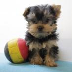 Adorables chiots Yorkshire Terrier à vendre (Belge), Animaux & Accessoires, Chiens | Jack Russell & Terriers, Commerçant, Yorkshire Terrier