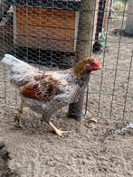 Wyandotte kriel, Meerdere dieren, Kip