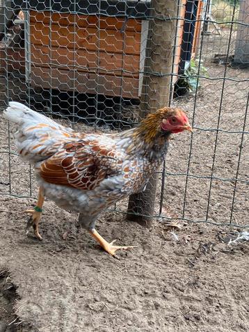Wyandotte kriel beschikbaar voor biedingen