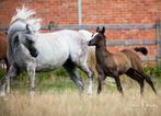 Arabische volbloed merrie, Dieren en Toebehoren, Paarden, 11 jaar of ouder, Merrie, Gechipt, Niet van toepassing