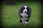 Border Collie pups, Dieren en Toebehoren, Honden | Herdershonden en Veedrijvers, België, CDV (hondenziekte), 8 tot 15 weken, Teef