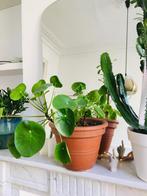 Pannekoekenplant Pilea, Maison & Meubles, Plantes d'intérieur, En pot, Enlèvement, Moins de 100 cm, Autres espèces