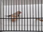 Jonge zebravinken grote soort vele kleuren en jonge paddas, Dieren en Toebehoren, Meerdere dieren, Tropenvogel, Geringd