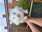 Konijn, Dieren en Toebehoren, Konijnen