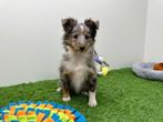 Shetland Sheepdog pups, Dieren en Toebehoren, Honden | Herdershonden en Veedrijvers, 8 tot 15 weken, CDV (hondenziekte), Meerdere