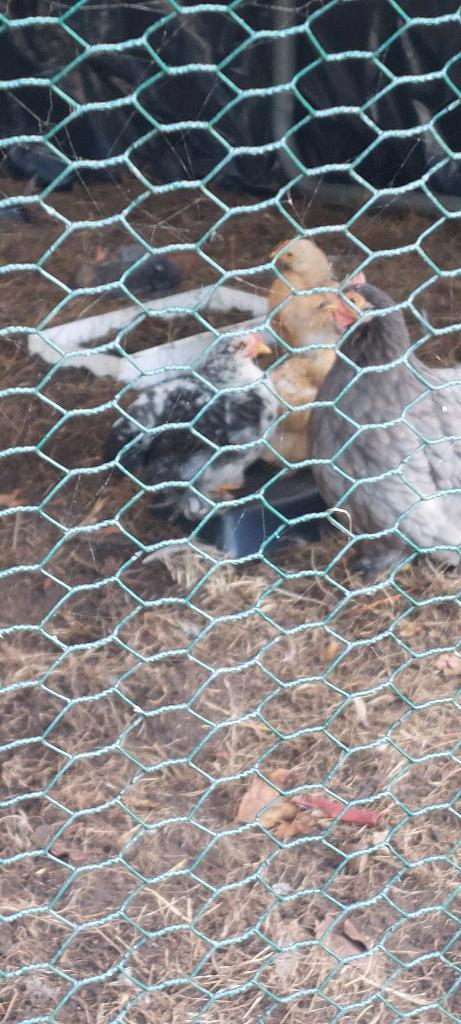 Cochin krielkippen, Dieren en Toebehoren, Pluimvee, Kip