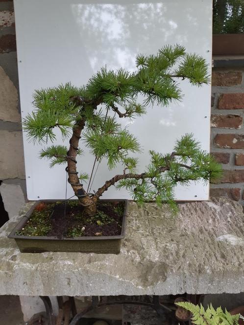 Bonsai Larix Windgestriemd, Jardin & Terrasse, Plantes | Arbres, Enlèvement