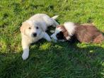 Leuke border collie pups, Dieren en Toebehoren, Honden | Herdershonden en Veedrijvers, België, CDV (hondenziekte), 8 tot 15 weken