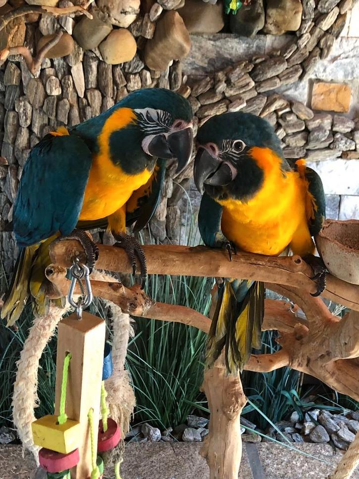 Tamme baby Blauwkeel Ara's met DNA en getest op alle ziektes, Dieren en Toebehoren, Vogels | Parkieten en Papegaaien, Geringd