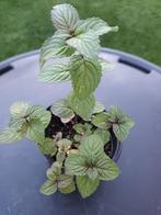 Mentha Spicata, Tuin en Terras, Ophalen, Halfschaduw