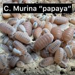 Diverse soorten isopods beschikbaar!, Overige soorten