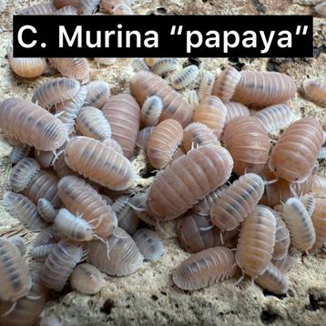 Diverse soorten isopods beschikbaar! beschikbaar voor biedingen
