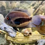 Severum (Heros Severus) volwassene +-20, Dieren en Toebehoren, Vis