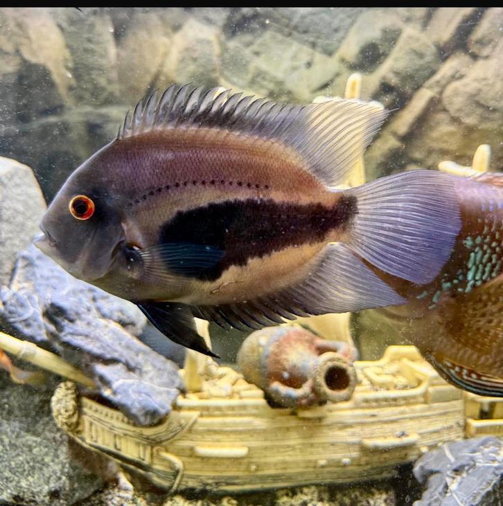 Severum (Heros Severus) volwassene +-20, Dieren en Toebehoren, Vissen | Aquariumvissen, Vis