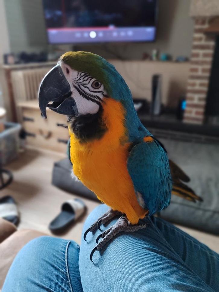 Tamme Blauwgele Ara, Dieren en Toebehoren, Vogels | Parkieten en Papegaaien, Papegaai, Geslacht onbekend, Pratend, Tam, Geringd