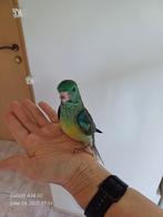 Superhandtamme roodrug parkieten: bijna zelfstandig, Dieren en Toebehoren, Vogels | Parkieten en Papegaaien, Parkiet, Geringd