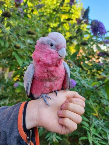 PLUSIEURS cacatoès rosés Young Tame disponibles ! 