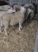 bélier pur charolais reproducteur, Mannelijk, Schaap, 0 tot 2 jaar