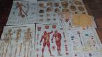 Grand ensemble d'anatomie (affiches + squelette + mannequin), Enlèvement, Neuf