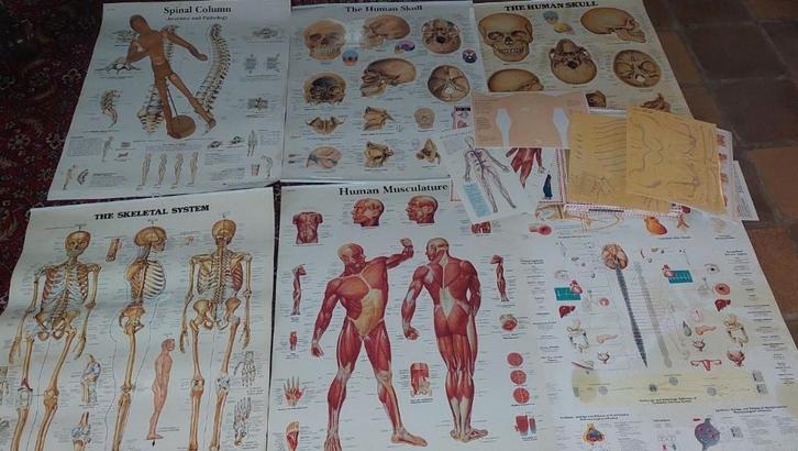 Grand ensemble d'anatomie (affiches + squelette + mannequin), Divers, Fournitures scolaires, Neuf, Enlèvement