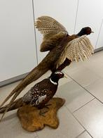 Fazanten, Ophalen, Zo goed als nieuw, Vogel, Opgezet dier