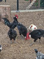 Spaanse witwang haantjes, Dieren en Toebehoren