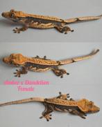 Wimpergekko pinstripe vrouw 2024, Dieren en Toebehoren