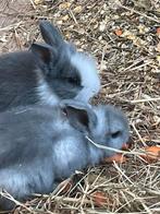 Jonge dwergkonijntjes (leeuwenkopjes) en jonge caviaatjes, Dieren en Toebehoren, Konijnen, Meerdere dieren, Dwerg, 0 tot 2 jaar
