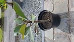 plumeria's te koop, Ophalen