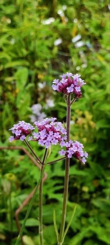 Zaailingen verbena, agastache, verbena hastata , 8 voor 5 e beschikbaar voor biedingen