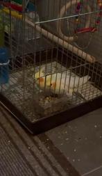 Bewezen koppels Alexanders, Rose kaketoe en Valkparkieten, Dieren en Toebehoren, Vogels | Parkieten en Papegaaien