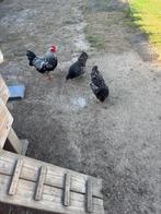Barnevelder krielen, Dieren en Toebehoren, Pluimvee