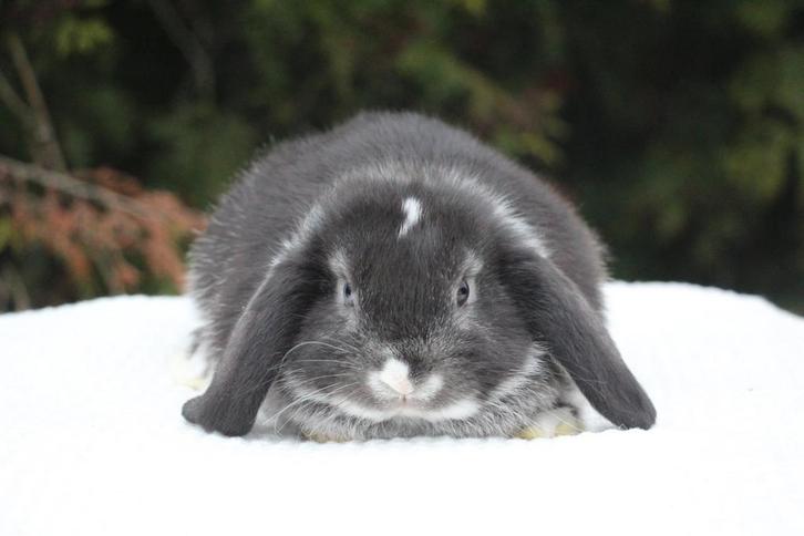 Raszuiver nhd rammelaar, Dieren en Toebehoren, Konijnen, Klein, Mannelijk, 0 tot 2 jaar, Hangoor