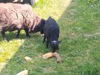 Mouton Housson, Dieren en Toebehoren, Mannelijk, Schaap, 3 tot 5 jaar