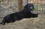 Zwarte labrador pups, België, Fokker | Hobbymatig, CDV (hondenziekte), 8 tot 15 weken